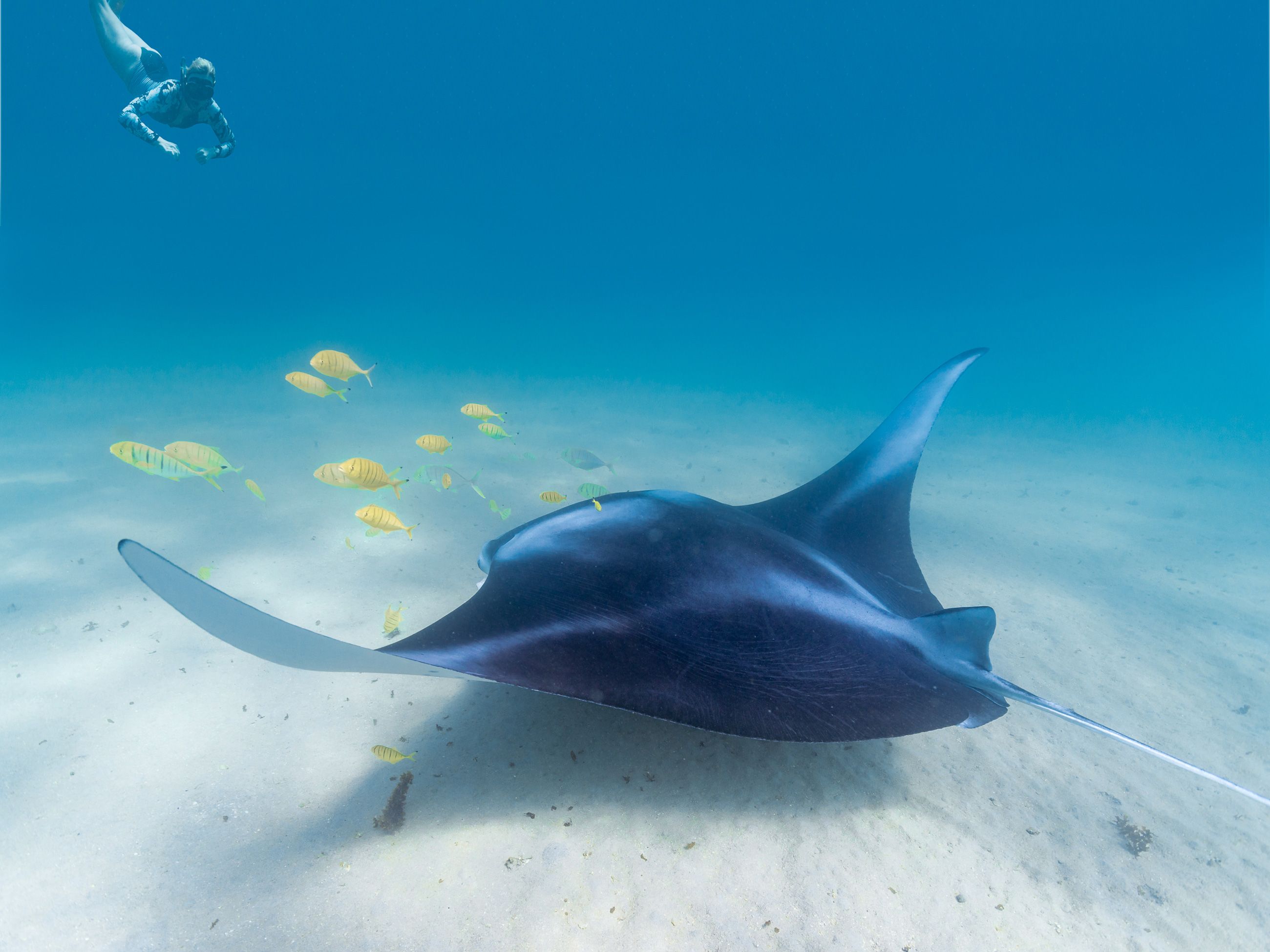 Woman swimming with Manta ray with fish underwater