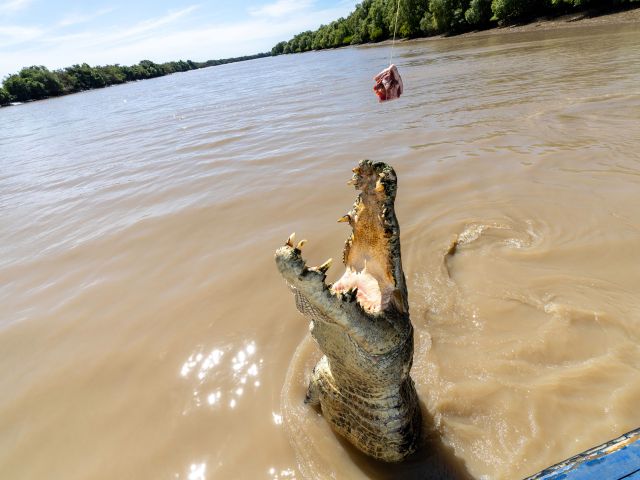 Crocodile being fed on a cruise on the Adelaide River nt