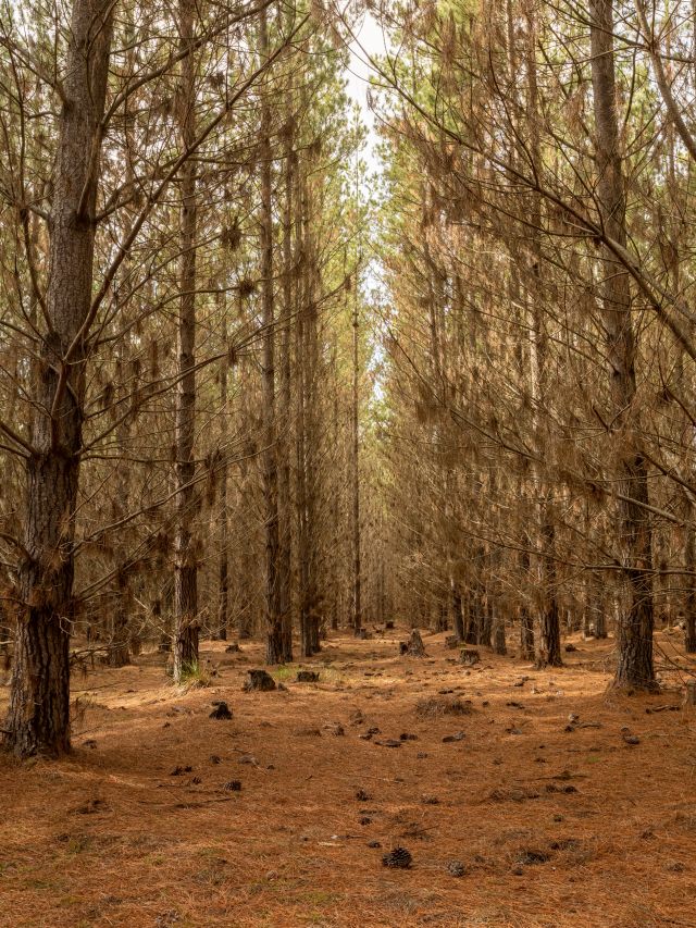 Belanglo State Forest, NSW