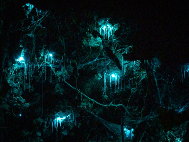 Glow worms in cave