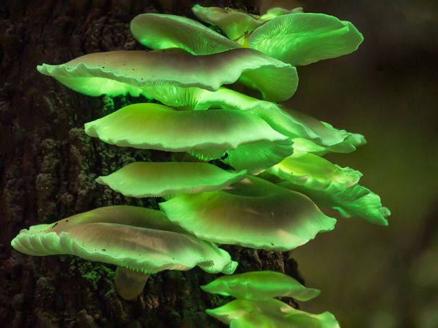 Ghost mushrooms