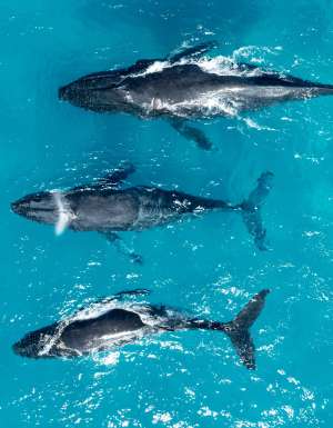 Whale Watching in Moreton Bay