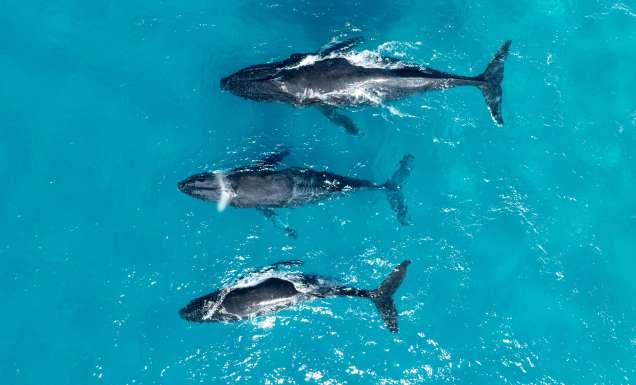 Whale Watching in Moreton Bay