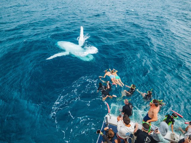 a whale watching tour swimming with humpback whale in hervey bay queensland