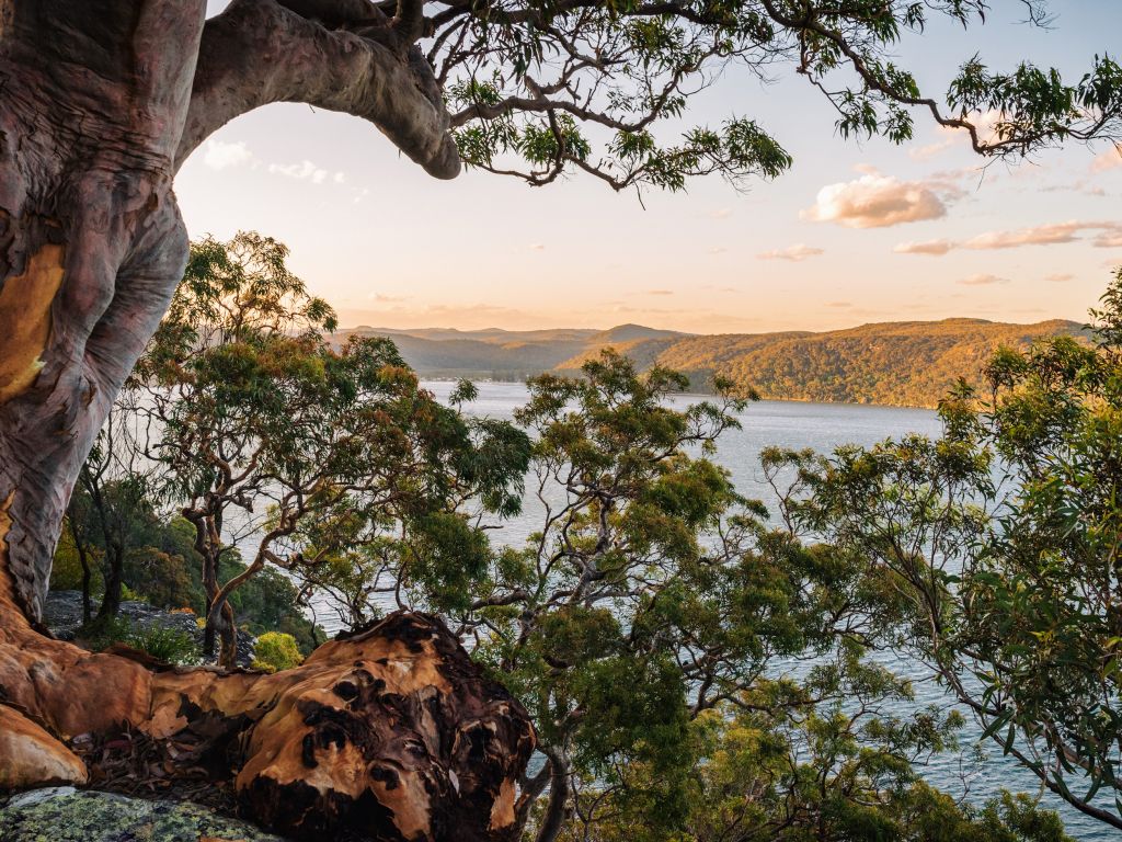 Koolewong Track, Ku-ring-gai Chase National Park