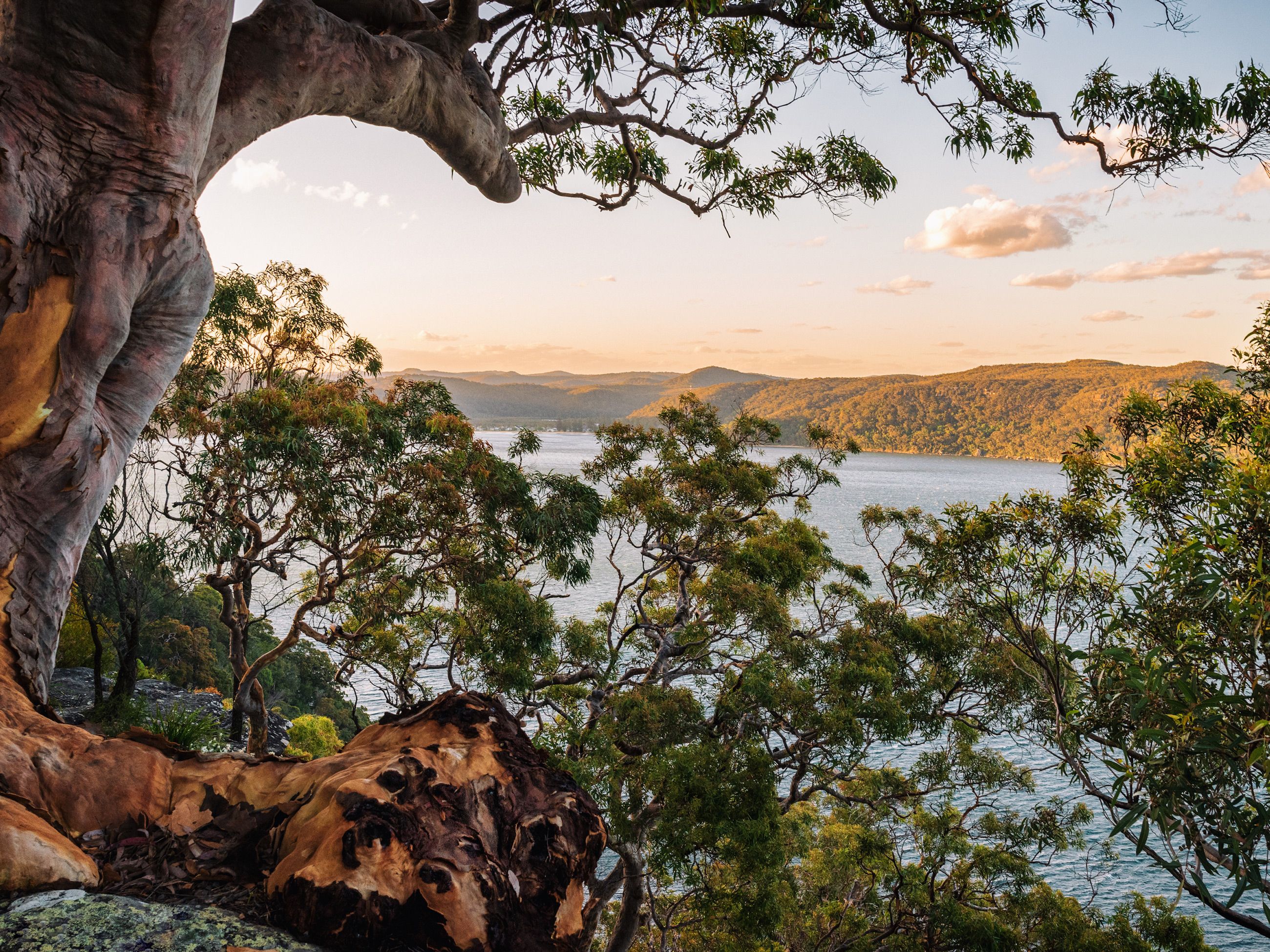 Koolewong Track, Ku-ring-gai Chase National Park