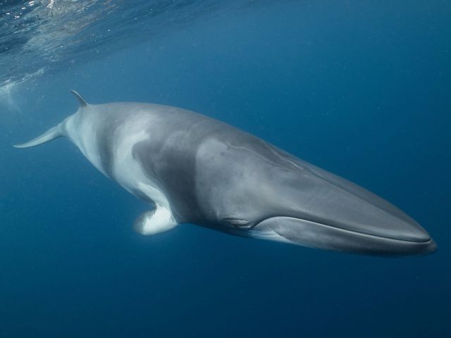 minke whale