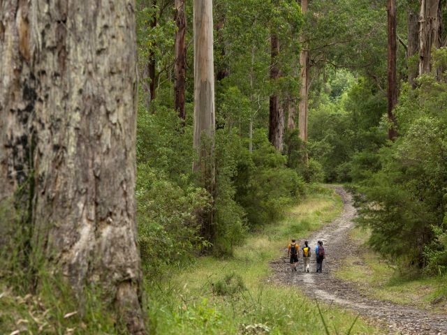 Dandenong Ranges National Park, Victoria