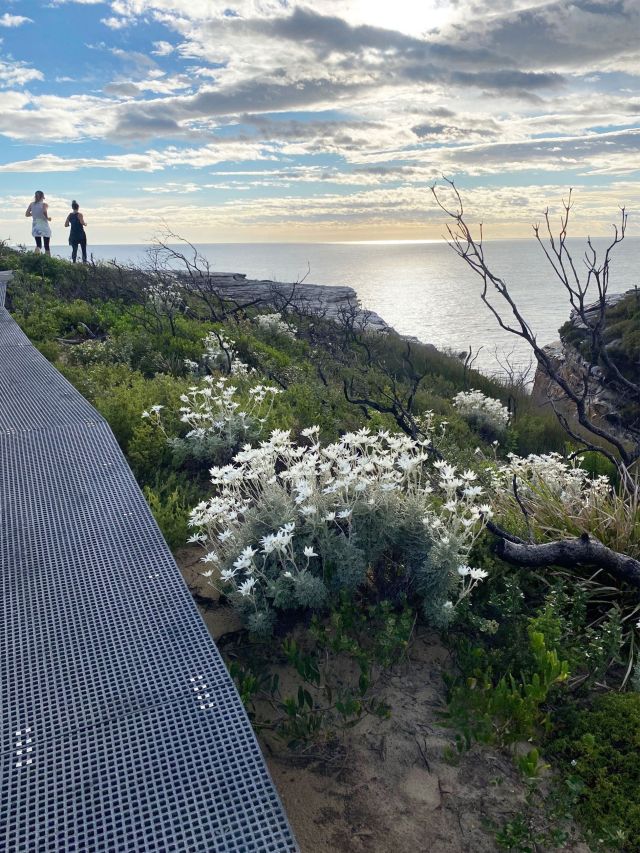 Royal National Park Cape Baily Walking Track Best Australian Beaches