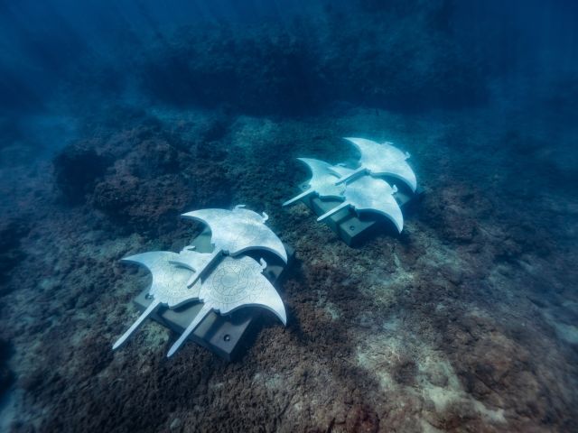 the Migration of the Mantas underwater art