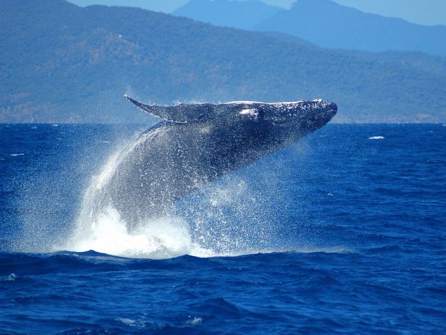 humpback whale breaching outside of cairns queensland