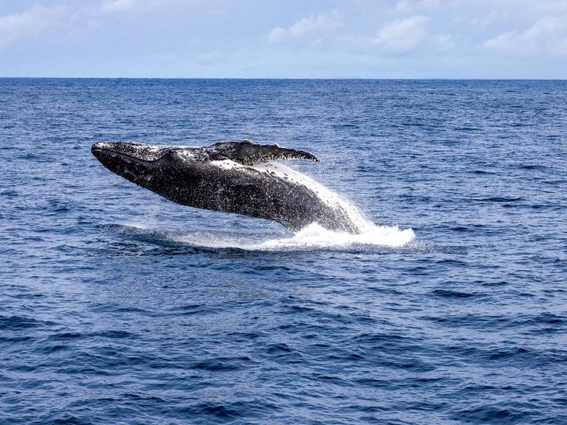 humpback whale sighting noosa experiences