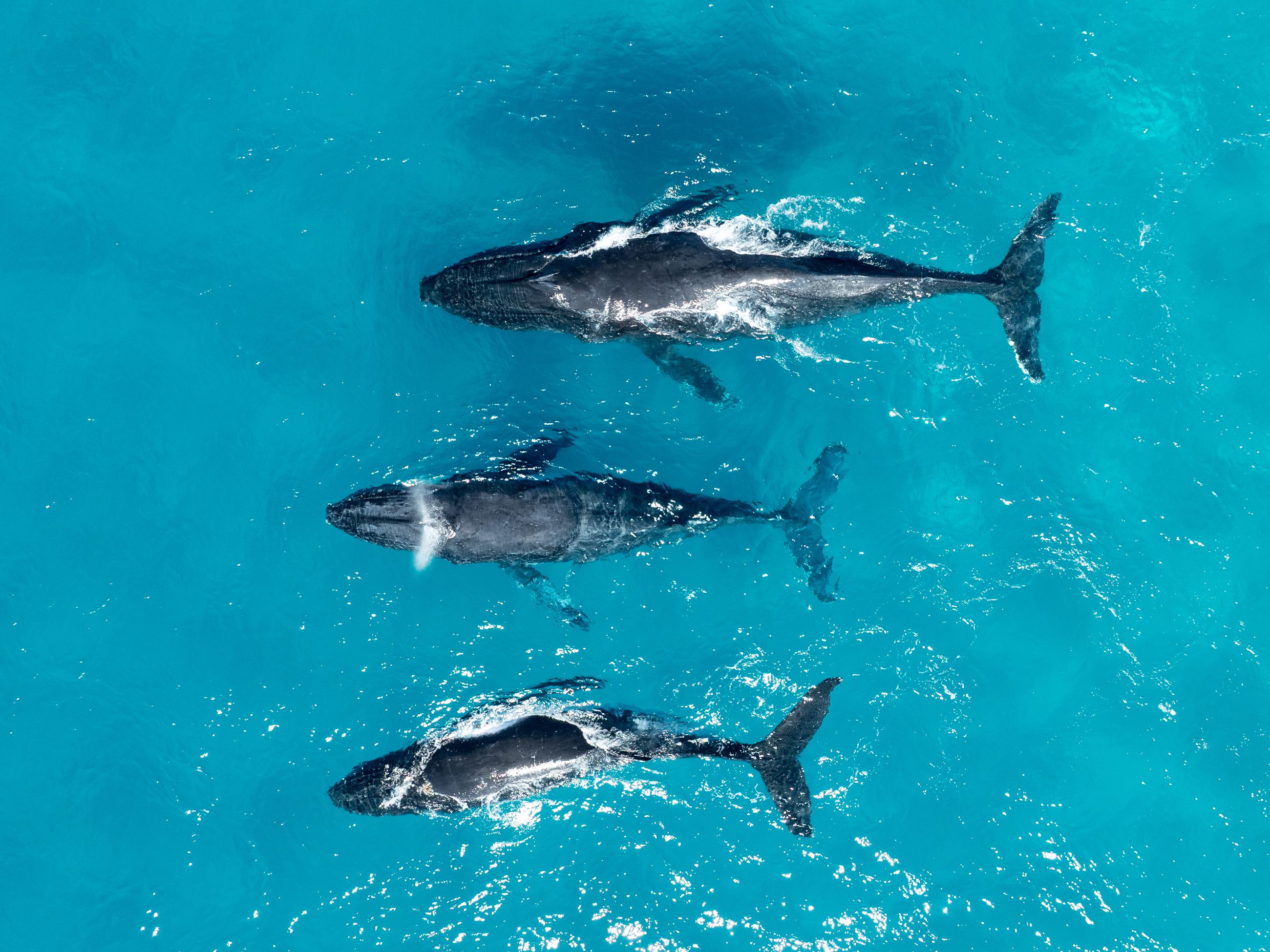 Whale Watching in Moreton Bay