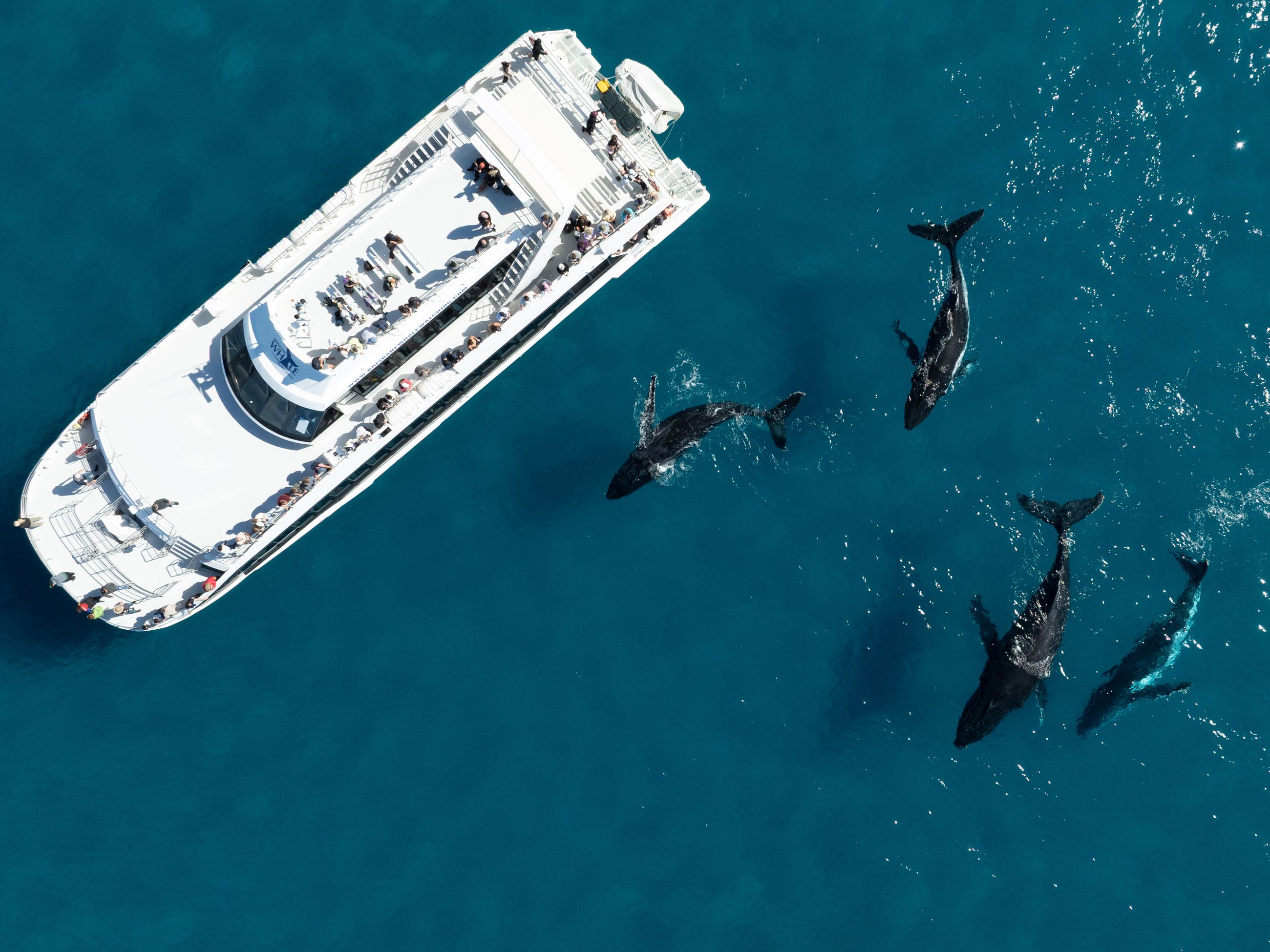 Whale Watching in Moreton Bay