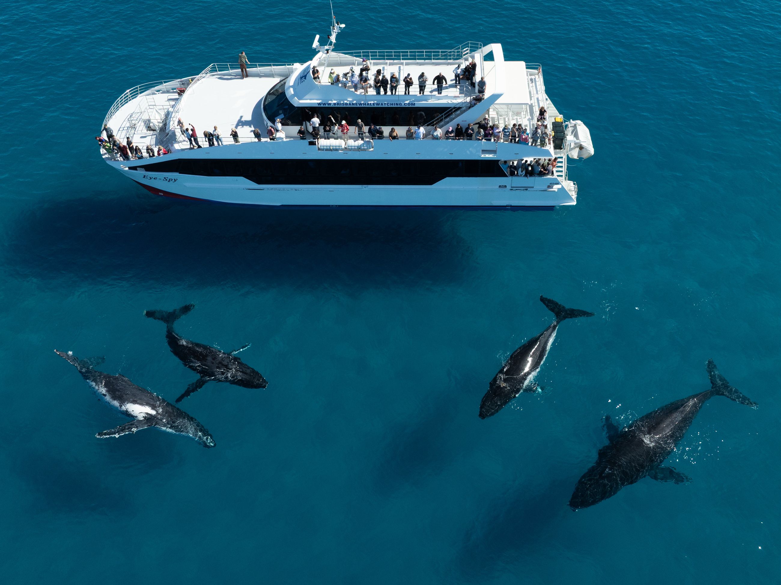 Whale Watching in Moreton Bay