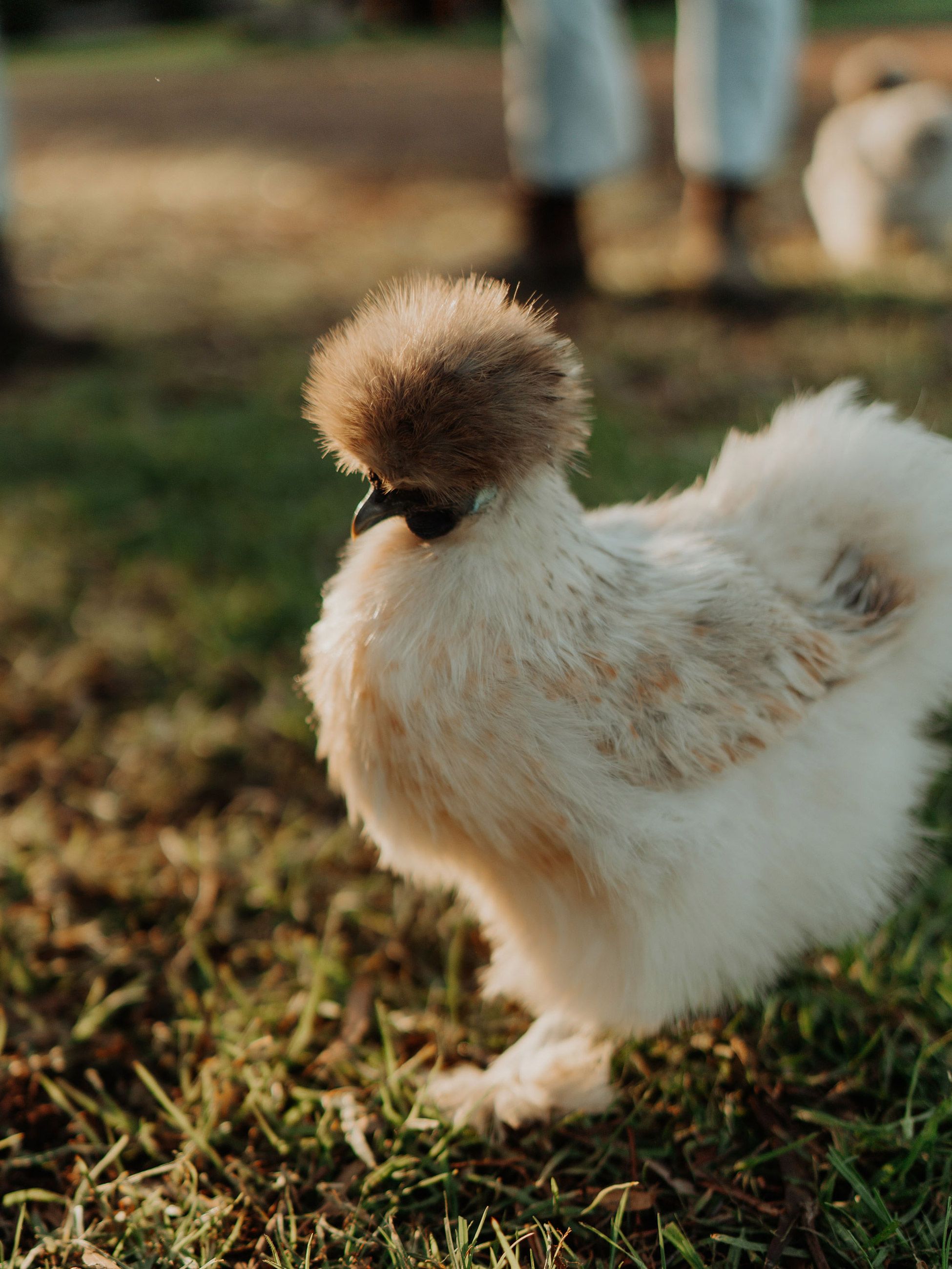 chicken narooma