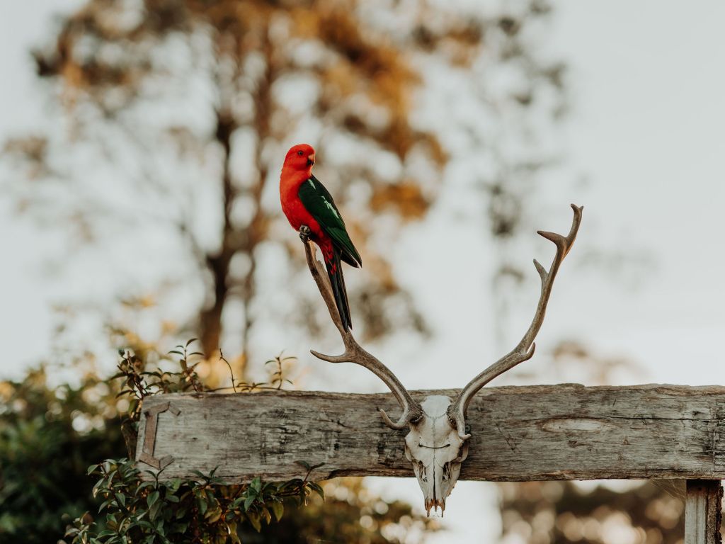 birds anchorage farm narooma