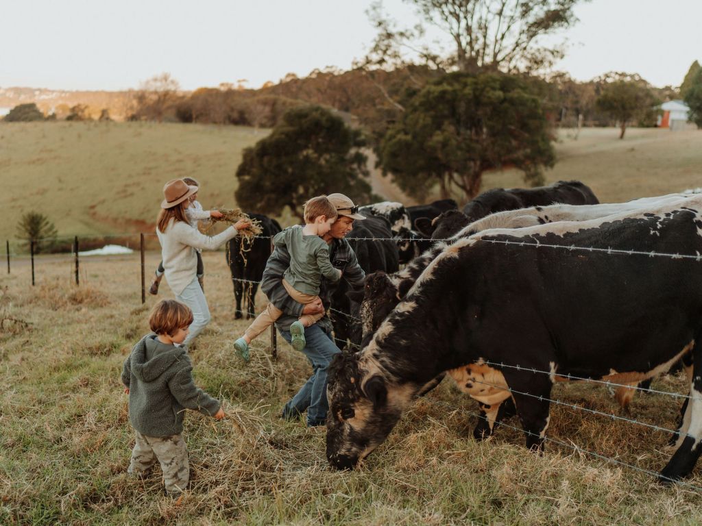 cows at anchorage farm
