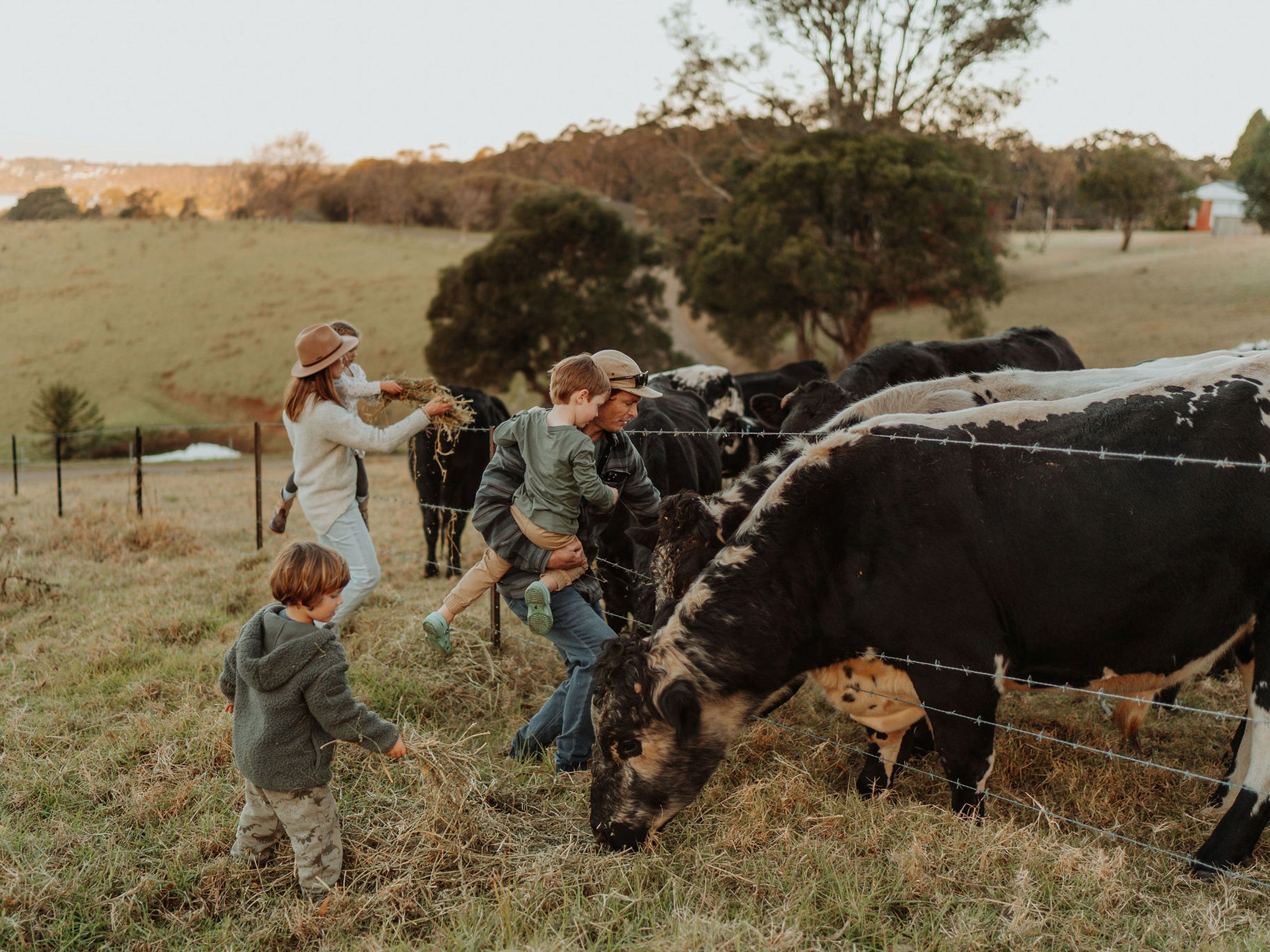 cows at anchorage farm