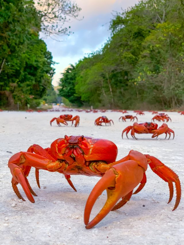 Christmas Island red crab migration