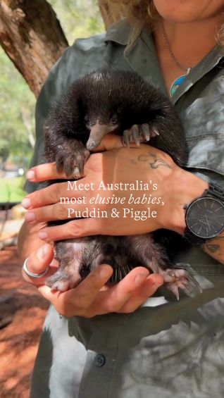 Meet Australia’s elusive echidna puggles