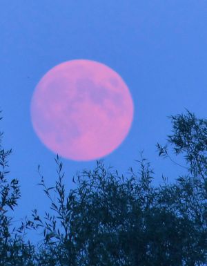 A pink-hued full moon in the sky