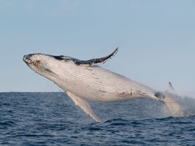 Whale-watching in Forster
