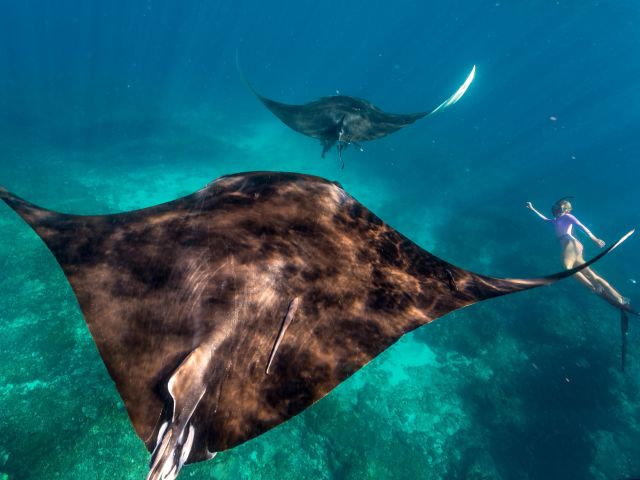 ningaloo manta rays