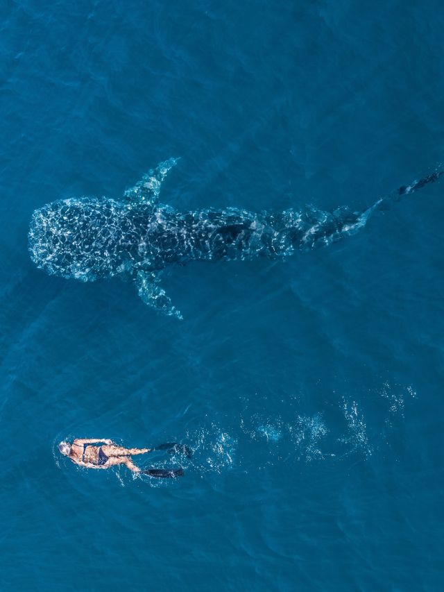 swimming with whale sharks exmouth