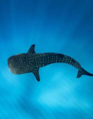 ningaloo adventure vouchers