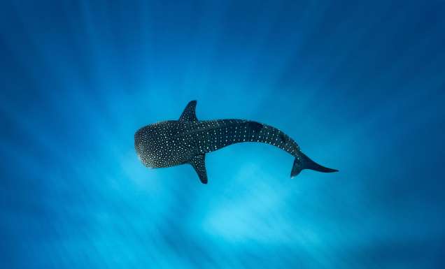 ningaloo adventure vouchers