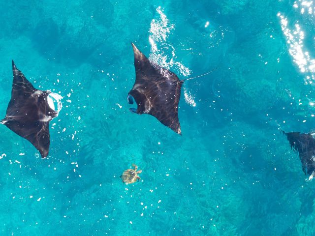 manta rays coral bay