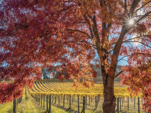 Centennial Vineyards bowral in winter
