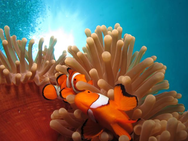 Clownfish on the Great Barrier Reef