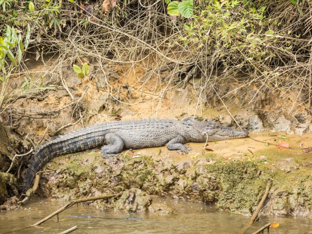 Saltwater crocodile sunbaking in the Daintree