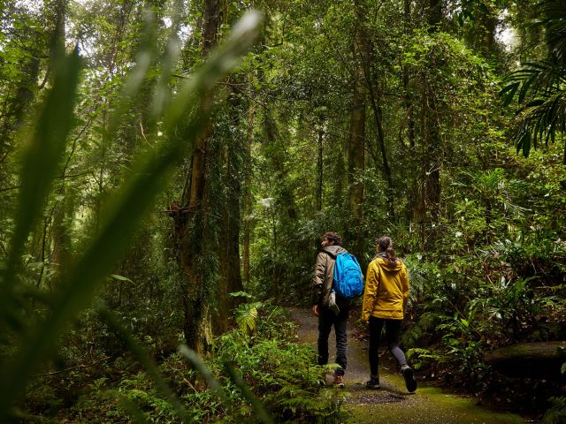 People hiking in Dorrigo National Park