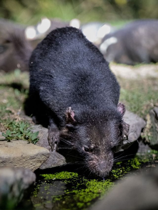 A Tasmanian Devils at East Coast Natureworld