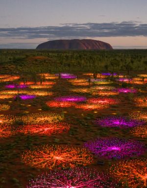 field of light uluru