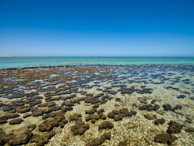 shark bay stromatolites hamelin pool