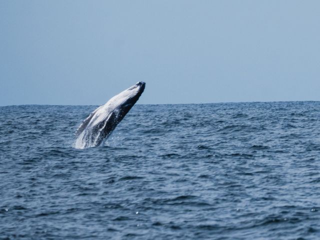 whale in Huskisson nsw
