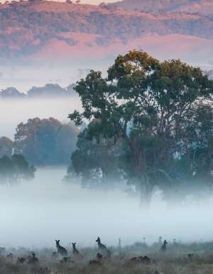 kangaroos in a misty field near mudgee, winter EV road trips