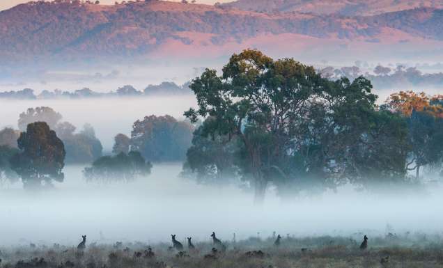 kangaroos in a misty field near mudgee, winter EV road trips