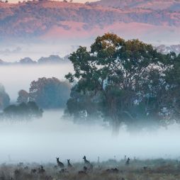 kangaroos in a misty field near mudgee, winter EV road trips