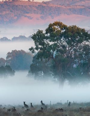kangaroos in a misty field near mudgee, winter EV road trips