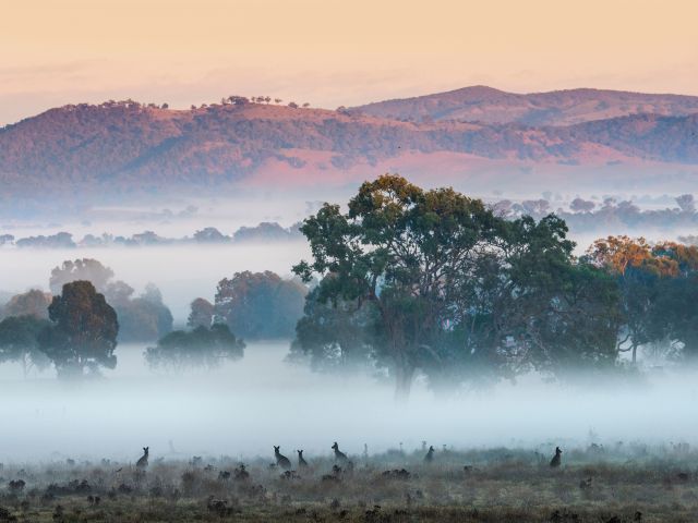 kangaroos in a misty field near mudgee, winter EV road trips