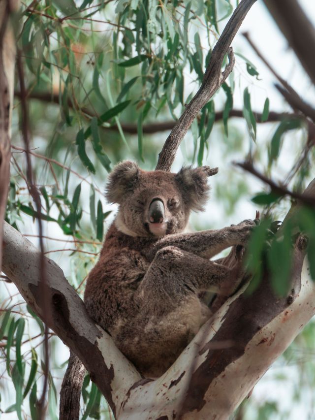 wild koala in the tree