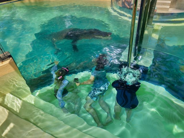 Swimming with a crocodile at Wildlife Habitat in Port Douglas