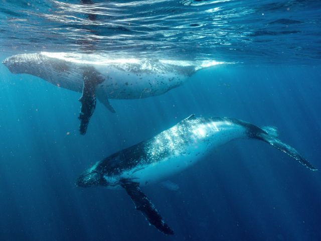 whales in Jervis Bay