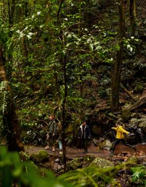 People hiking in Dorrigo National Park