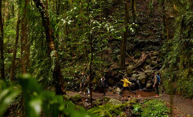 People hiking in Dorrigo National Park